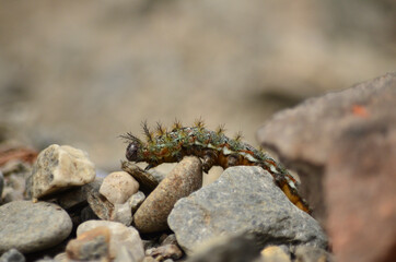 caterpillar walking through