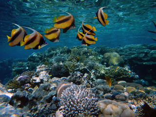 Naklejka na ściany i meble Underwater Scene With Coral Reef And Exotic Fishes.