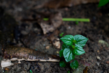 sprout growing in the ground