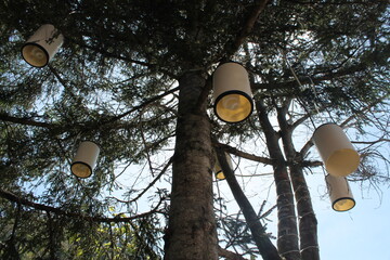 lamp on a tree