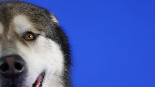 Alaskan Malamute in the studio on a blue background. Close up profile portrait of dog muzzle. The pet looks in front of it, then turns its head and looks into the camera. Slow motion.