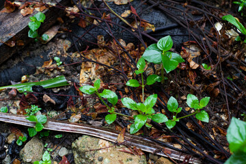 leaves on the ground