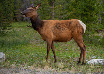 Naklejka na ściany i meble female elk standing in forest.