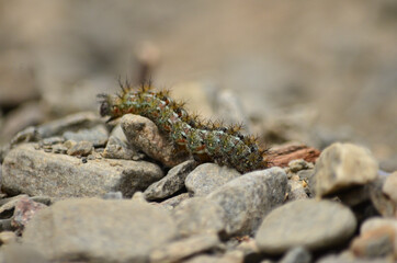 caterpillar walking on the stones