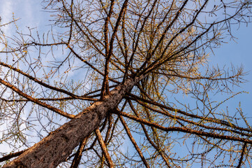 Spring forest with pines and spruces with short needles on the background with tender blue sky. Sunny day. Bottom view on the tree crowns