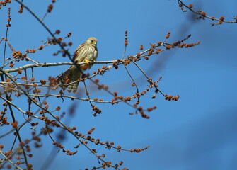 Female common kestrel (Falco tinnunculus) perching in a tree on a sunny winter's day against a blue sky background