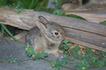 baby rabbit in the garden