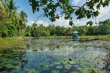 Lake in Harbariya center in Bangladesh 