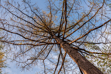 Spring forest with pines and spruces with short needles on the background with tender blue sky. Sunny day. Bottom view on the tree crowns