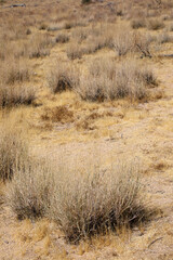 Obraz premium Joshua Tree Nationalpark (USA)