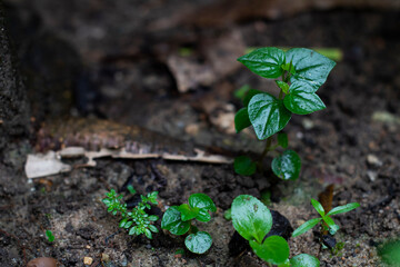 plant sprout growing in soil