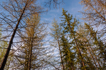 Fototapeta premium Spring forest with pines and spruces with short needles on the background with tender blue sky. Sunny day. Bottom view on the tree crowns