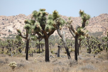 Joshua Tree Nationalpark (USA)