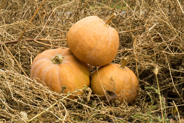 Orange pumpkins at an outdoor farmer's market.
