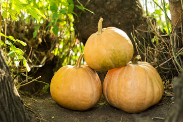 Orange pumpkins at an outdoor farmer's market.