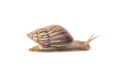Snail with brown striped shell, crawl isolated on a white background.