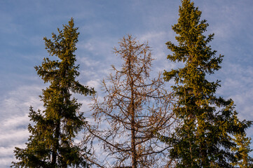 Spring forest with pines and spruces with short needles on the background with tender blue sky. Sunny day. Bottom view on the tree crowns