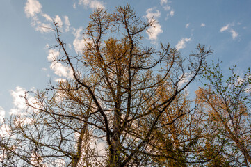Spring forest with pines and spruces with short needles on the background with tender blue sky. Sunny day. Bottom view on the tree crowns
