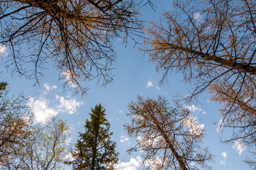 Spring forest with pines and spruces with short needles on the background with tender blue sky. Sunny day. Bottom view on the tree crowns