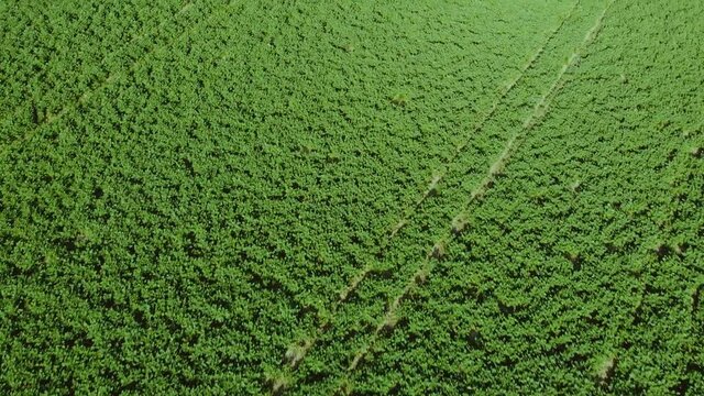 Green Field with Traktor Traks Birdview Flyover Slowmotion