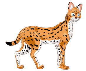 Serval cat cartoon illustration with beautiful slim body