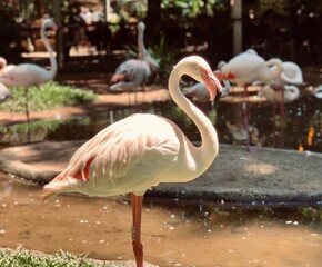 flamingo in the zoo