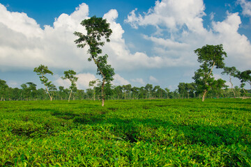 Fototapeta na wymiar Sreemangal with its green tea plantations is the tea capital of Bangladesh