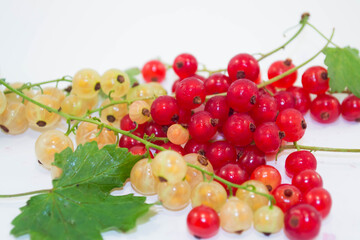 Yellow and red currants on a light background.