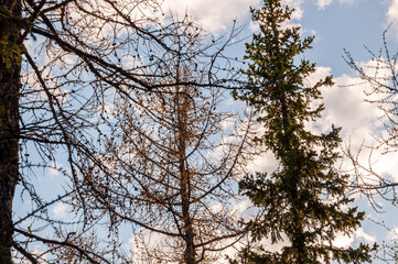 Spring forest with pines and spruces with short needles on the background with tender blue sky. Sunny day. Bottom view on the tree crowns
