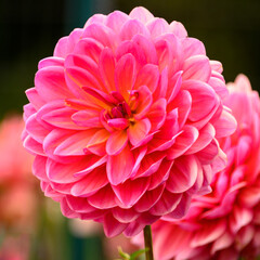 pink dahlia flower