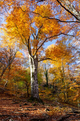 Yellow autumn leaves of a tree on a background of blue sky in the mountains