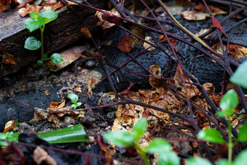 dead plants and living plants in the forest