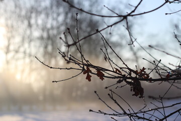 Fototapeta na wymiar Close up of an oak branch with sunrise and snow in the background