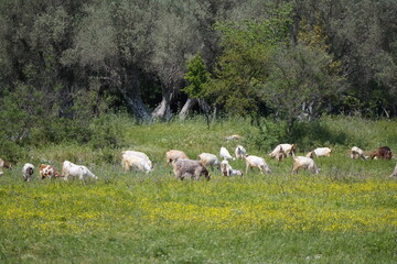 Obraz premium flock of sheep and goat on the meadow