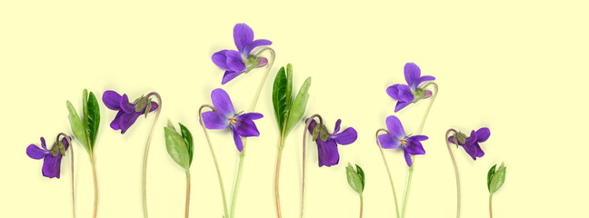 Obraz na płótnie Canvas Flowers of wild violets on a yellow background.
