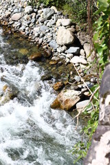 stream in the forest