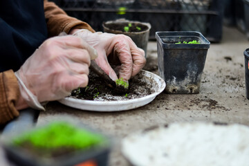 Gardening house. A girl is replanting a green pasture in her home garden.