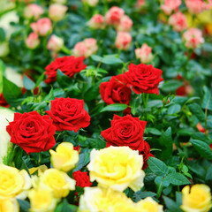The flowers of the cordana rose are grown in the greenhouse of the store for home gardening