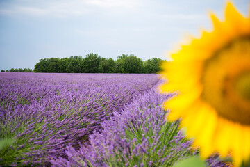 lavender field with sunflower