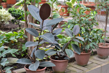 A close-up of a green ficus plant is a rubber tree. Indoor flowers.