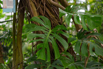 Tropical green leaf background, Monstera Deliciosa palm, jungle concept template.