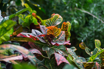 Beautiful leaves of Croton's Home Plant. Codiaeum variegatum. Plant with striped leaves.