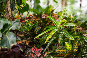 Beautiful leaves of Croton's Home Plant. Codiaeum variegatum. Plant with striped leaves.