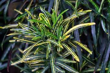 Beautiful leaves of Croton's Home Plant. Codiaeum variegatum. Plant with striped leaves.