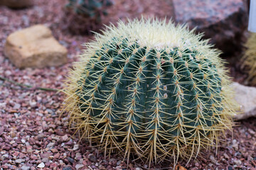 Green thorny cacti close up.