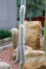 Green thorny cacti close up.