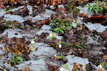 Snowdrops in the forest in early spring. Wildflowers.