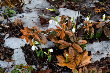 Snowdrops in the forest in early spring. Wildflowers.