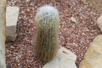 Green thorny cacti close up.