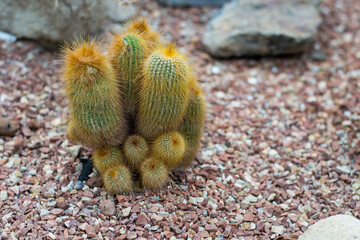 Green thorny cacti close up.